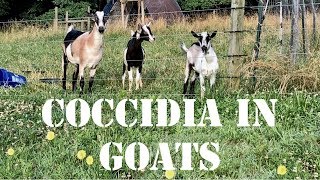 Coccidia in Goats [upl. by Demahum]