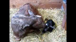 Miniature Silky Fainting Goat Montana giving birth for the first time [upl. by Janina]