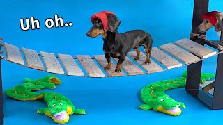 Wiener Dog Obstacle Challenge Extended Version [upl. by Shien]