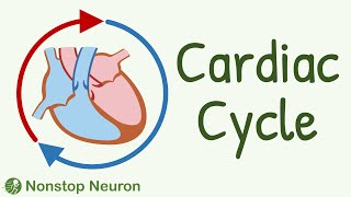 Cardiac Cycle  Systole Diastole Blood flow in heart Movement of Valves [upl. by Ulda447]