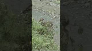 Pygmy Antelope Hunting [upl. by Asseneg]