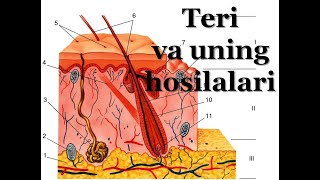 Teri va uning hosilalari [upl. by Melba]