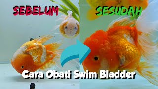 Cara Obati Swim Bladder Ikan Mas Koki  Penyakit Ikan Berenang Terbalik [upl. by Obelia]