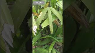 Broadleaf lady 🌴Palm all about nature farming trueevents741 [upl. by Asp261]