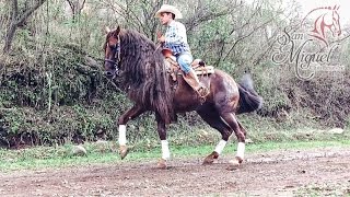 Caballo Bailador Pura Raza Azteca  Club Ecuestre SM [upl. by Nairrod452]