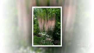 Eremurus  garden plants [upl. by Netnilc395]