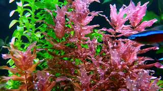 Rotala macrandra [upl. by Oiliduab599]