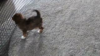 Mini Bernedoodle Puppy For Sale [upl. by Hanala]