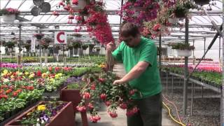 Caring for Fuchsia Baskets with Chip [upl. by Nyrem59]