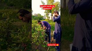 Roselle plants Bs Researchvideoviral foryou gardenning horticulturenurserytv fypシ゚viral [upl. by Jorin]