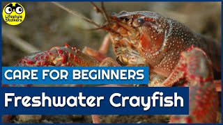 Freshwater Crayfish Care  Beginners Guide [upl. by Sykes]