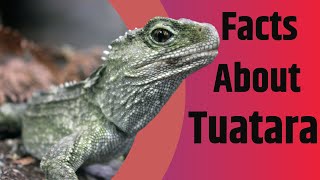 Facts About Tuatara  The Living Fossil  2020 [upl. by Enihpesoj]