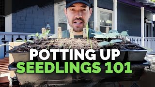 Potting Up Seedlings 101 Easy Seed Starting Tip [upl. by Wyler]