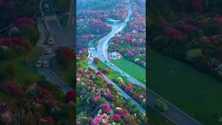 Experience Nature’s Vibrancy Drone Footage of Colorful Flowers 🌸🌼 [upl. by Wylen]