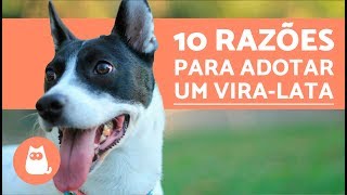 ANDERSON NEIFF amp TROINHA TR  EMPINA ESSE CACHORRO VIRA LATA  BumBum Gigante  VIDEO CLIPE OFICIAL [upl. by Rorrys]