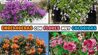 10 ENREDADERAS con MUCHAS FLORES muy COLORIDAS [upl. by Disini386]