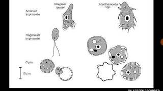 Acanthamoeba [upl. by Nayhr]