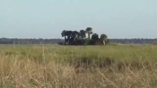 Timucua Indian Sponge Spicule Pottery at St Johns River [upl. by Suiramed]