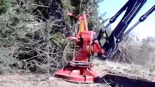 Cedar Tree Cutting Operation [upl. by Sancha994]