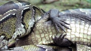 Python eats Alligator 03  Time Lapse  Reverse [upl. by Esinert]