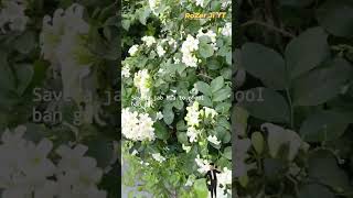 Rat Rani Plant ☘️ plant khusboo flowers naturemusic nature [upl. by Harras]