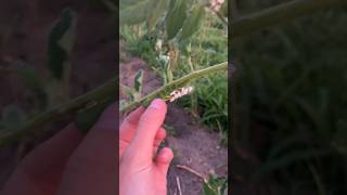 What Parasitic Wasp Larvae on Tomato Horn Worms Looks Like [upl. by Sivraj]