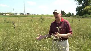 Eye on Agriculture Today Toxic Weeds in Hay and Pastures [upl. by Elish]