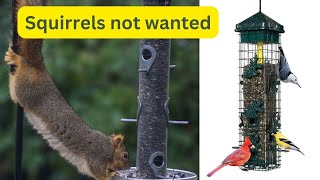 Keeping Squirrels off of your Bird Feeder for 397 [upl. by Thetes192]