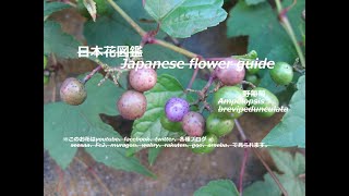 七変化？！Seven changes  野葡萄（のぶどう）Ampelopsis brevipedunculata 季節の花 日本花図鑑 Japanese flower guide [upl. by Eerolam]