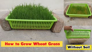 How to Grow Wheatgrass at Home Without Soil [upl. by Chimene197]