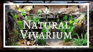 How to build a Natural Vivarium From Scratch [upl. by Alakcim]