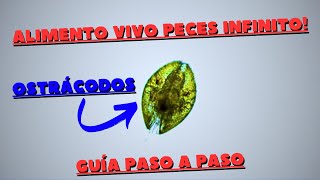 Como cultivar ALIMENTO VIVO para PECES Ostrácodos guía paso a paso [upl. by Adnilreb800]