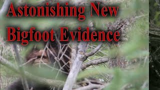 Astonishing New Bigfoot evidence [upl. by Argela]