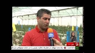 Iran Mahabad county Hydroponic Roses greenhouse گلخانه گل سرخ هيدروفونيك شهرستان مهاباد ايران [upl. by Haskell]