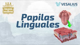 PAPILAS LINGUALES [upl. by Aznofla]