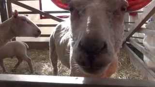 Schafe auf der BraLa 2014  Sheeps at agricultural show BraLa 2014 HD [upl. by Nohsav]