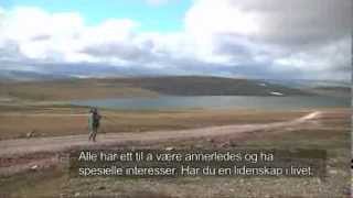 Dotterel  Mornells  Guignards Boltit  Varanger  Norwegian TV Finnmark [upl. by Torrin]