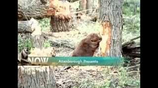 BBC Wildlife Beavers the Master Builders [upl. by Eceertal]