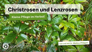 Christrosen und Lenzrosen Kleine Pflege im Herbst Was tun gegen Schwarze Flecken auf den Blättern [upl. by Kat]