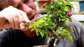 Bougainvillea Bonsai May 2015 [upl. by Oiromed]