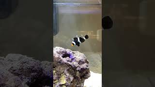 Beautiful Saltwater Clownfish  Black and White Ocellaris [upl. by Zuckerman]