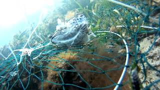 Crab Net Cam  Moonta Bay Jetty  Little Fish and Rock Crab [upl. by Natalia]