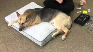 Dog Acupuncture Treatment for ArthritisIntegrative Vet med Center [upl. by Eedia]