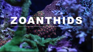 Zoanthids Care Guide [upl. by Deny327]