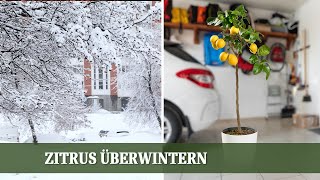 Mediterrane Pflanzen überwintern  Der richtige Standort für Zitrus und co [upl. by Patty]