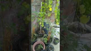 आज सुबह आकर देखा तो छत पर बहुत सारे फूल खिले थेplants gardening terrace trending flowers vlog [upl. by Christine490]