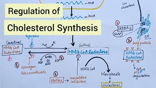 Regulation of Cholesterol Synthesis  Biochemistry [upl. by Yttak]