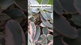 Kalanchoe laxiflora succulent beautiful Rajshreecreation2024 [upl. by Gnagflow]