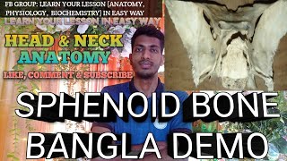 Sphenoid Bone Anatomy In Bangla  Head amp Neck   Anatomy  anatomy bones [upl. by Chanda210]