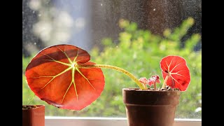 Propagating Begonia erythrophylla Beefsteak [upl. by Monto529]